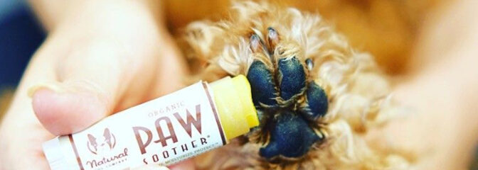 愛犬の為のケアグッズ特集