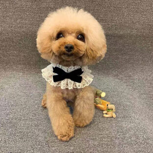 犬用 付け襟 レース リボンカラー｜スタイ スカーフ風 首飾り｜韓国風 おしゃれ